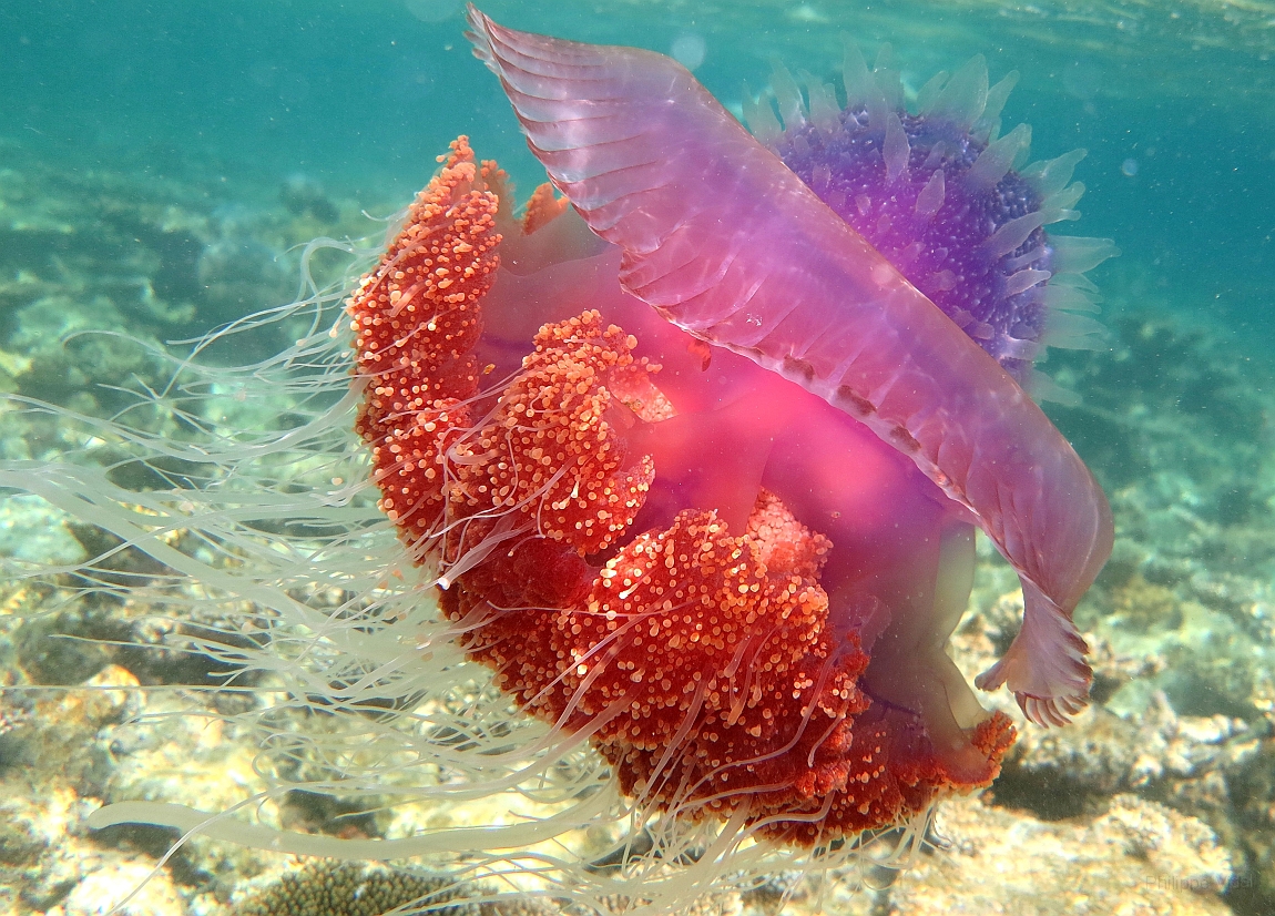 IMG_1338rf_Maldives_Madoogali_House reef_Meduse.jpg